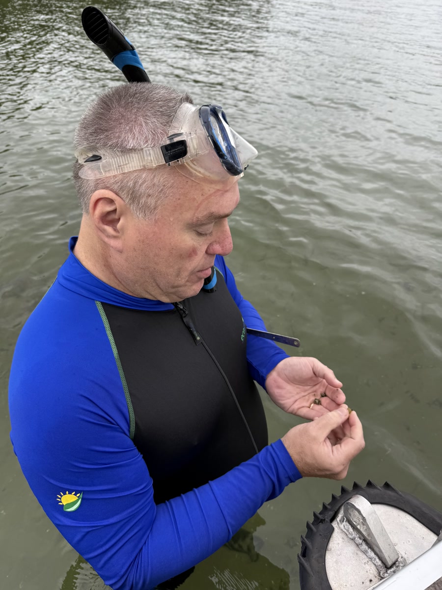 Researcher in wetsuit examining a collected snail specimen