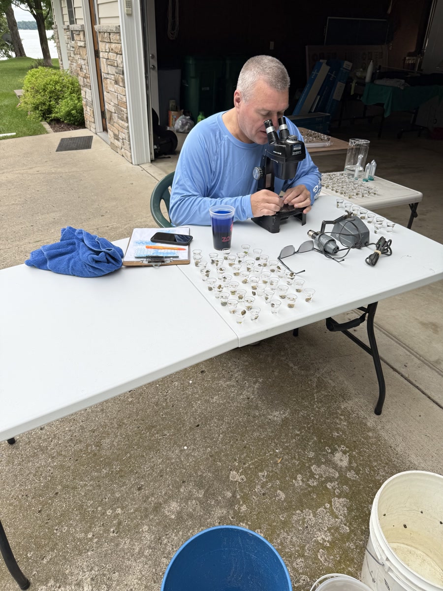Researcher examining snail specimens under microscope