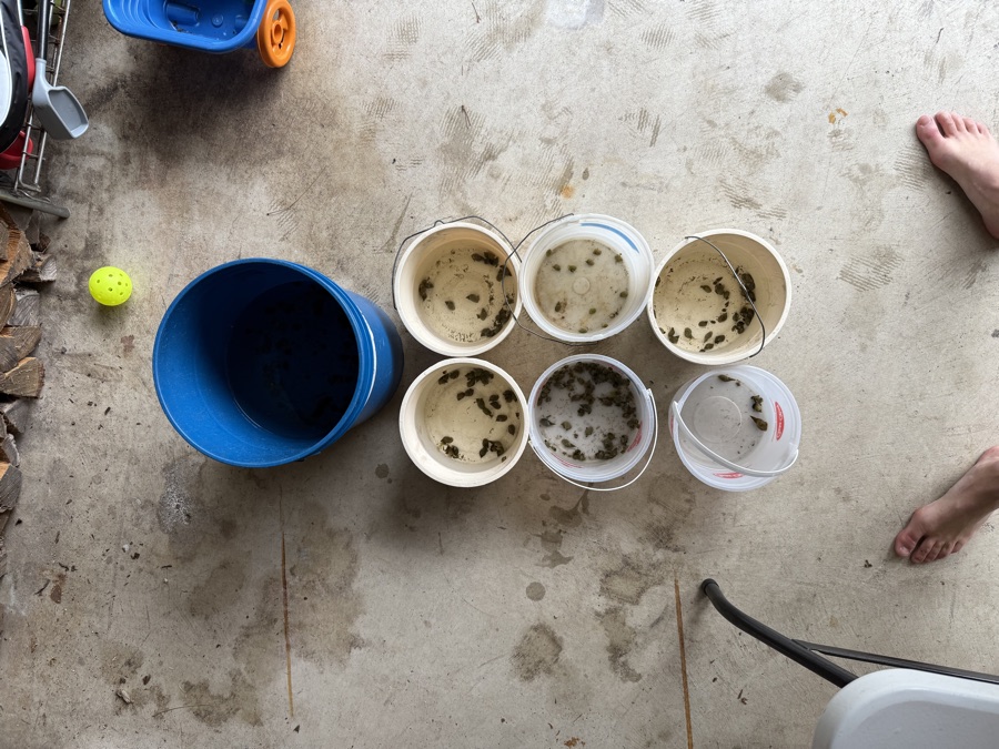 Snail specimens sorted by collection site in labeled containers