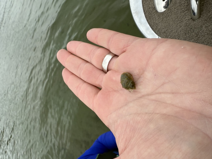 Close-up of a Stagnicola snail collected from a Minnesota lake